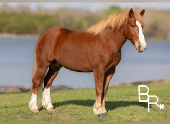 Belgisches Kaltblut, Wallach, 5 Jahre, 152 cm, Rotfuchs