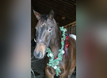 Belgisches Kaltblut Mix, Wallach, 5 Jahre, 160 cm, Rotbrauner