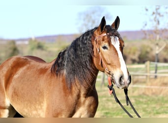 Belgisches Kaltblut Mix, Wallach, 5 Jahre, 163 cm, Rotbrauner