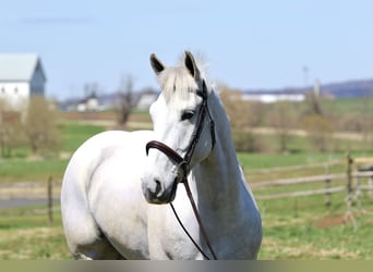 Belgisches Kaltblut, Wallach, 5 Jahre, 163 cm, Schimmel