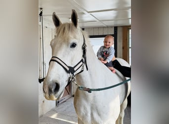 Belgisches Kaltblut, Wallach, 5 Jahre, 163 cm, Schimmel