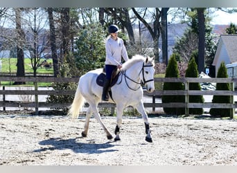 Belgisches Kaltblut, Wallach, 5 Jahre, 163 cm, Schimmel