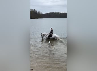 Belgisches Kaltblut, Wallach, 5 Jahre, 163 cm, Schimmel