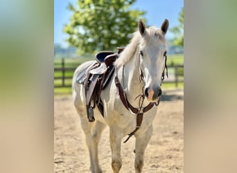 Belgisches Kaltblut, Wallach, 5 Jahre, 163 cm, Schimmel