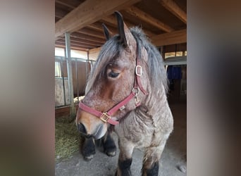 Belgisches Kaltblut, Wallach, 5 Jahre, 166 cm, Braunfalbschimmel