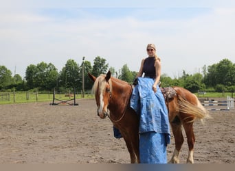 Belgisches Kaltblut Mix, Wallach, 5 Jahre, 168 cm, Rotfuchs