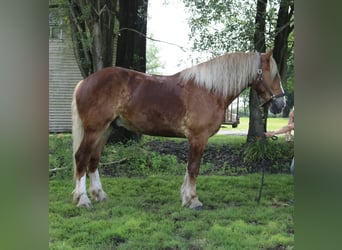 Belgisches Kaltblut Mix, Wallach, 5 Jahre, 168 cm, Rotfuchs