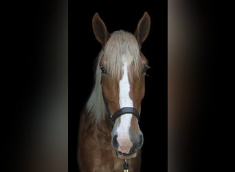 Belgisches Kaltblut Mix, Wallach, 5 Jahre, 168 cm, Rotfuchs