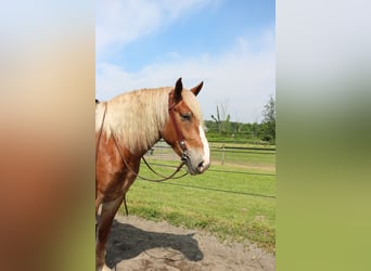 Belgisches Kaltblut Mix, Wallach, 5 Jahre, 168 cm, Rotfuchs