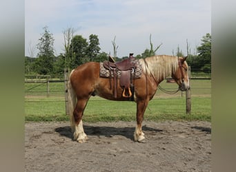 Belgisches Kaltblut Mix, Wallach, 5 Jahre, 168 cm, Rotfuchs