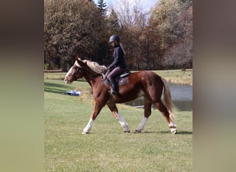 Belgisches Kaltblut Mix, Wallach, 5 Jahre, 168 cm