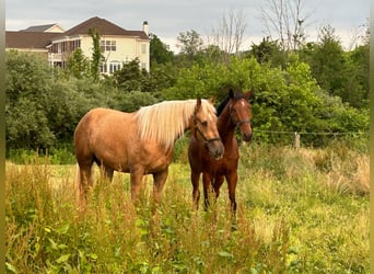 Belgisches Kaltblut Mix, Wallach, 5 Jahre, 183 cm, Palomino