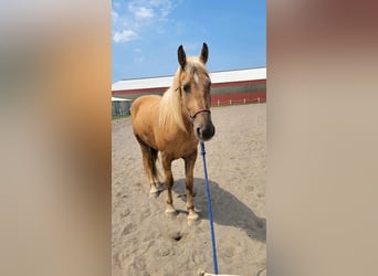 Belgisches Kaltblut Mix, Wallach, 5 Jahre, 183 cm, Palomino