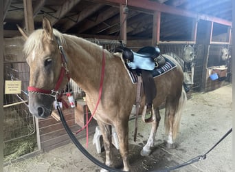 Belgisches Kaltblut Mix, Wallach, 5 Jahre, 183 cm, Palomino