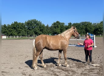 Belgisches Kaltblut Mix, Wallach, 5 Jahre, 183 cm, Palomino