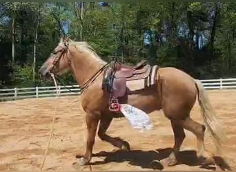 Belgisches Kaltblut Mix, Wallach, 5 Jahre, 183 cm, Palomino