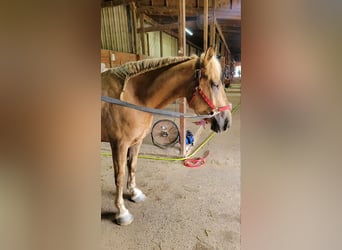 Belgisches Kaltblut Mix, Wallach, 5 Jahre, 183 cm, Palomino