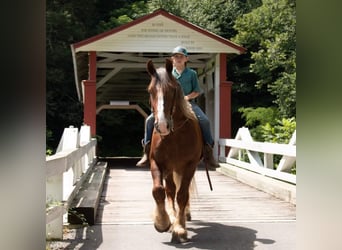 Belgisches Kaltblut, Wallach, 6 Jahre, 160 cm, Dunkelfuchs