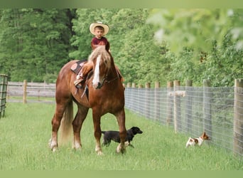 Belgisches Kaltblut, Wallach, 6 Jahre, 170 cm, Dunkelfuchs