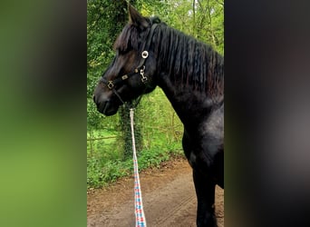 Belgisches Kaltblut, Wallach, 6 Jahre, 175 cm, Rappe