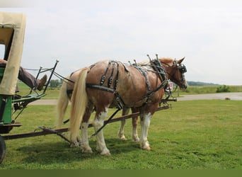 Belgisches Kaltblut Mix, Wallach, 6 Jahre, 180 cm, Roan-Red