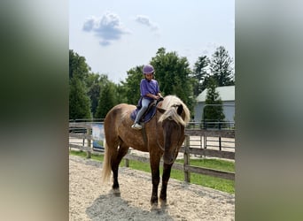 Belgisches Kaltblut Mix, Wallach, 6 Jahre, 183 cm