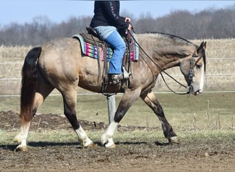 Belgisches Kaltblut Mix, Wallach, 6 Jahre, Buckskin
