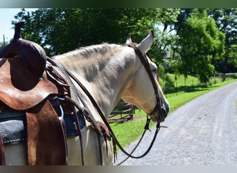 Belgisches Kaltblut, Wallach, 7 Jahre, 157 cm, Buckskin