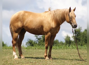 Belgisches Kaltblut, Wallach, 7 Jahre, 160 cm, Palomino
