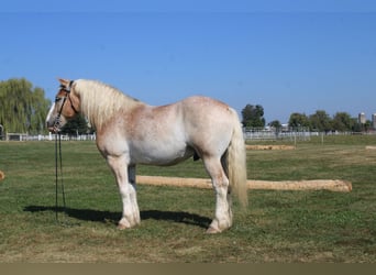 Belgisches Kaltblut Mix, Wallach, 7 Jahre, 165 cm, Roan-Red