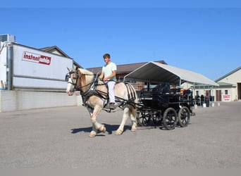 Belgisches Kaltblut Mix, Wallach, 7 Jahre, 165 cm, Roan-Red