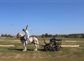 Belgisches Kaltblut Mix, Wallach, 7 Jahre, 165 cm, Roan-Red