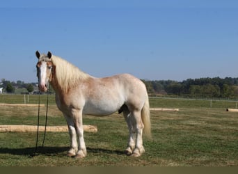 Belgisches Kaltblut Mix, Wallach, 7 Jahre, 165 cm, Roan-Red