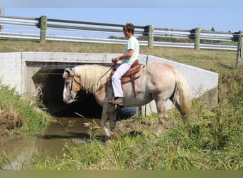 Belgisches Kaltblut Mix, Wallach, 7 Jahre, 165 cm, Roan-Red