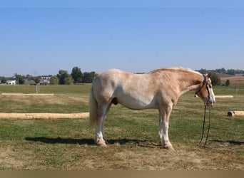 Belgisches Kaltblut Mix, Wallach, 7 Jahre, 165 cm, Roan-Red