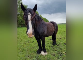 Belgisches Kaltblut, Wallach, 7 Jahre, 168 cm, Rappe