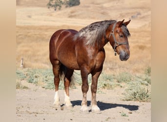 Belgisches Kaltblut, Wallach, 7 Jahre, 170 cm, Brauner