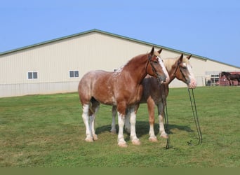 Belgisches Kaltblut Mix, Wallach, 7 Jahre, 180 cm, Roan-Red