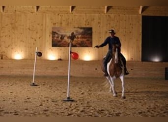 Belgisches Kaltblut Mix, Wallach, 7 Jahre, Schecke