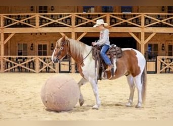 Belgisches Kaltblut Mix, Wallach, 7 Jahre, Schecke