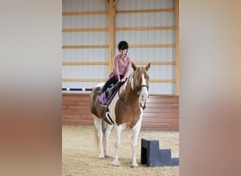 Belgisches Kaltblut Mix, Wallach, 7 Jahre, Schecke