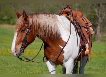 Belgisches Kaltblut Mix, Wallach, 7 Jahre, Schecke