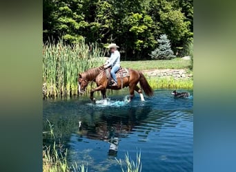 Belgisches Kaltblut, Wallach, 8 Jahre, 157 cm, Rotfuchs