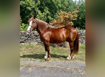 Belgisches Kaltblut, Wallach, 8 Jahre, 157 cm, Rotfuchs