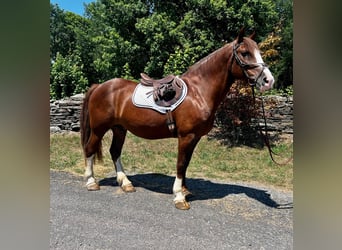 Belgisches Kaltblut, Wallach, 8 Jahre, 157 cm, Rotfuchs