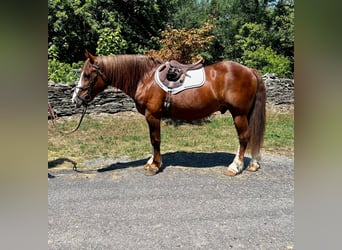 Belgisches Kaltblut, Wallach, 8 Jahre, 157 cm, Rotfuchs
