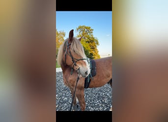 Belgisches Kaltblut Mix, Wallach, 8 Jahre, 173 cm, Fuchs