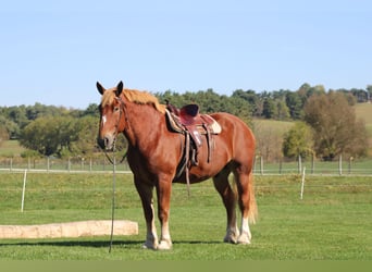 Belgisches Kaltblut, Wallach, 8 Jahre, 180 cm, Rotfuchs
