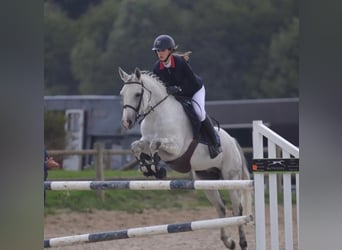 Belgisches Reitpony, Hengst, 13 Jahre, 146 cm, Schimmel