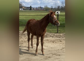 Belgisches Reitpony, Hengst, 1 Jahr, 126 cm